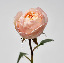 Load image into Gallery viewer, Scentifolia Roses Variety: Pirincess Aiko
