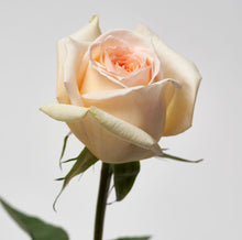 Load image into Gallery viewer, Scentifolia Roses Variety: Princess Maya
