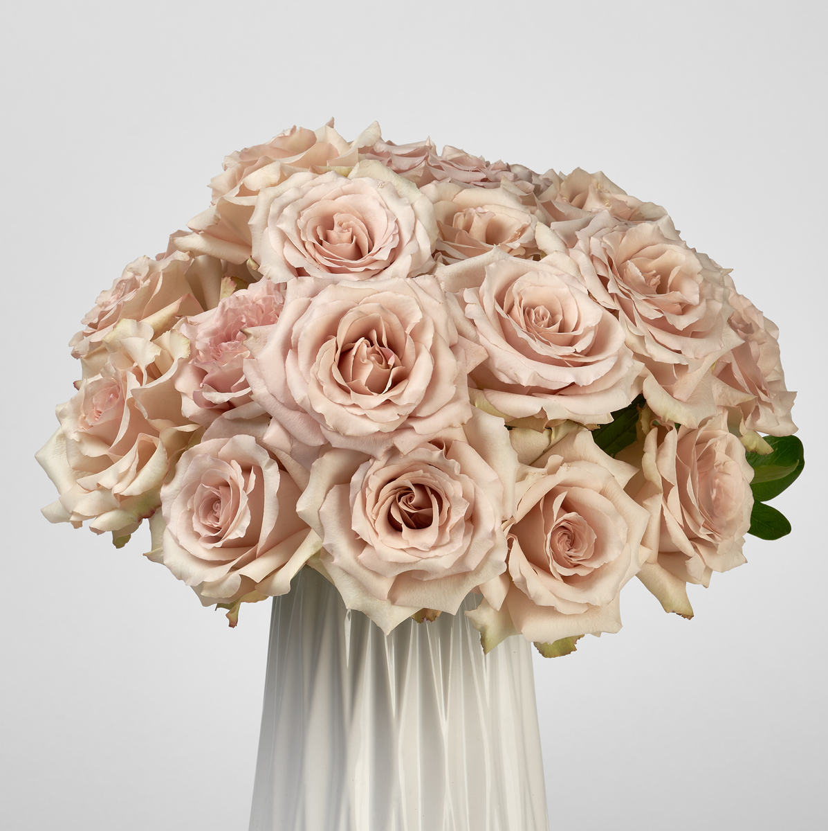 ファンデーション rosecat QuicksandCloseupScentifolia_12