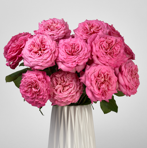 Ashley Pink Garden Roses from Scentifolia Roses