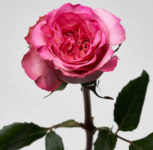 Load image into Gallery viewer, Scentifolia Roses Variety: Ashley
