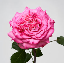 Load image into Gallery viewer, Scentifolia Roses Variety: Ashley
