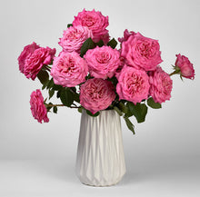 Load image into Gallery viewer, Scentifolia Roses Variety: Ashley in vase
