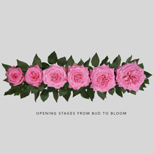 Load image into Gallery viewer, Ashley Pink Garden Roses from Scentifolia Roses. Rose opening stages from bud to bloom
