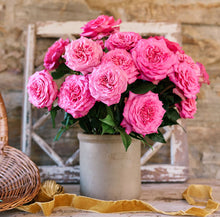 Load image into Gallery viewer, Scentifolia Roses Variety: Ashley in vase
