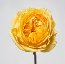 Load image into Gallery viewer, Scentifolia Roses Variety: Catalina
