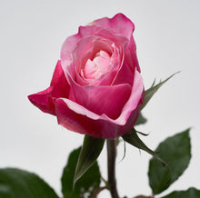 Load image into Gallery viewer, Scentifolia Roses Variety: Miyabi
