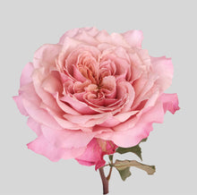 Load image into Gallery viewer, MIYABI - 20% OFF
