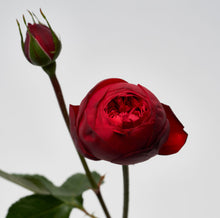 Load image into Gallery viewer, Scentifolia Roses Variety: Piano
