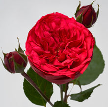Load image into Gallery viewer, Scentifolia Roses Variety: Piano
