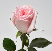 Load image into Gallery viewer, Scentifolia Roses Variety: Pink O&#39;Hara

