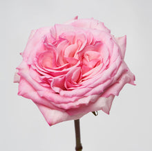 Load image into Gallery viewer, Scentifolia Roses Variety: Pink O&#39;Hara
