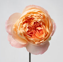 Load image into Gallery viewer, Scentifolia Roses Variety: Princess Aiko
