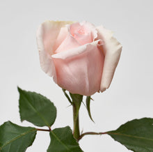 Load image into Gallery viewer, Scentifolia Roses Variety: Princess Hitomi

