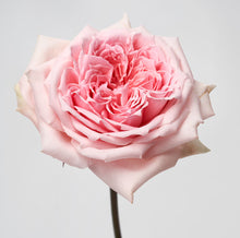 Load image into Gallery viewer, Scentifolia Roses Variety: Princess Hitomi
