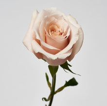 Load image into Gallery viewer, Scentifolia Roses Variety: Quicksand
