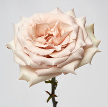 Load image into Gallery viewer, Scentifolia Roses Variety: Quicksand
