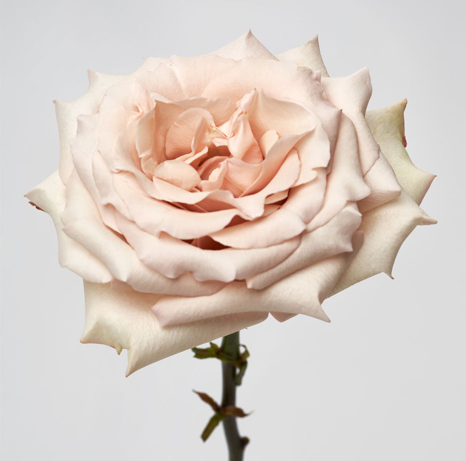 quicksand rose seeds QUICKSAND – Scentifolia Roses