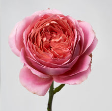Load image into Gallery viewer, Scentifolia Roses Variety: Romantic Antike

