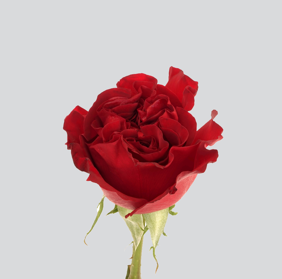 WANTED – Scentifolia Roses