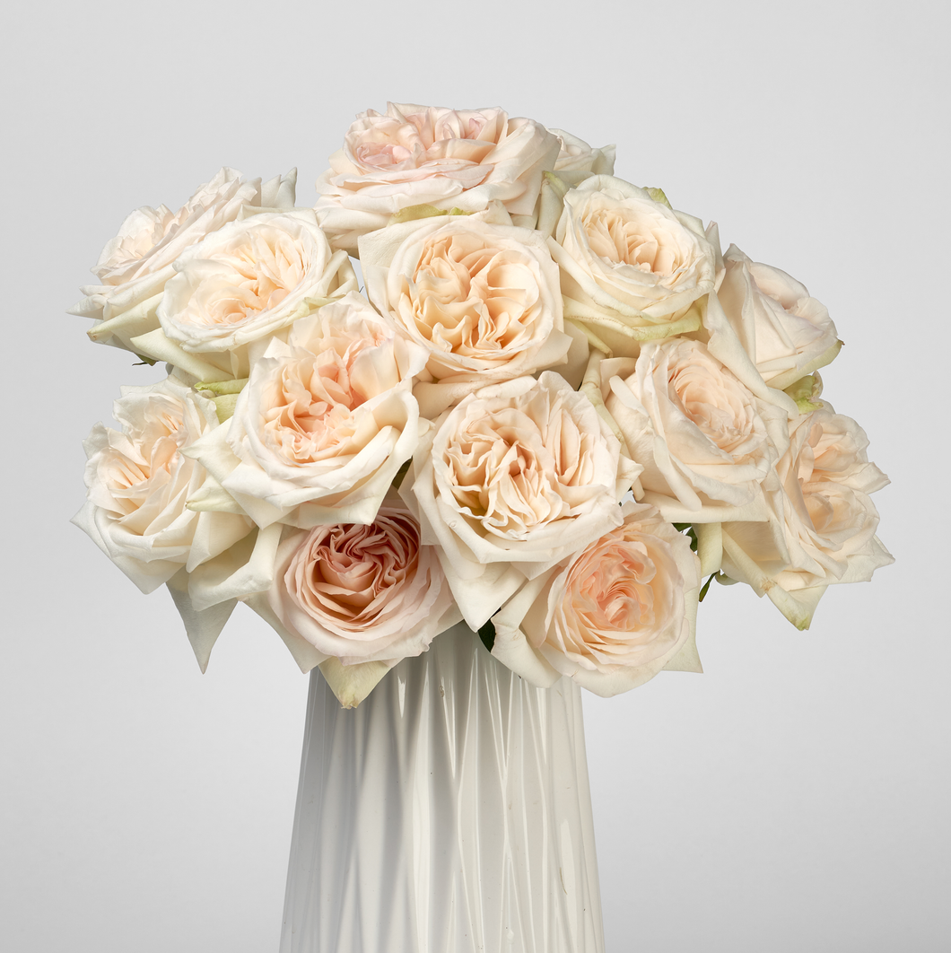 WHITE O'HARA (Fragrant)