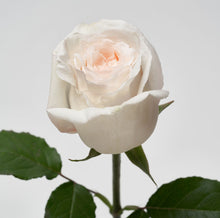 Load image into Gallery viewer, Scentifolia Roses Variety: White O&#39;Hara
