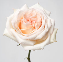 Load image into Gallery viewer, Scentifolia Roses Variety: White O&#39;Hara
