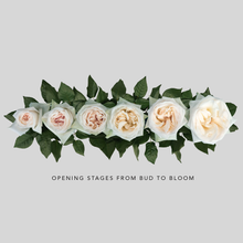Load image into Gallery viewer, WHITE O&#39;HARA (Fragrant)
